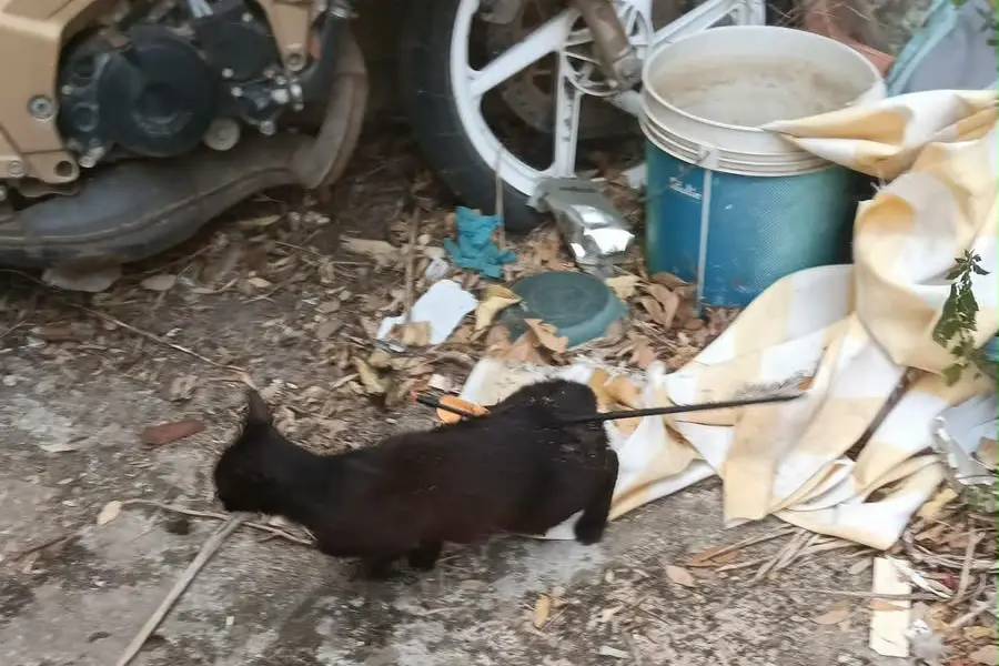 Il gatto ferito con la freccia