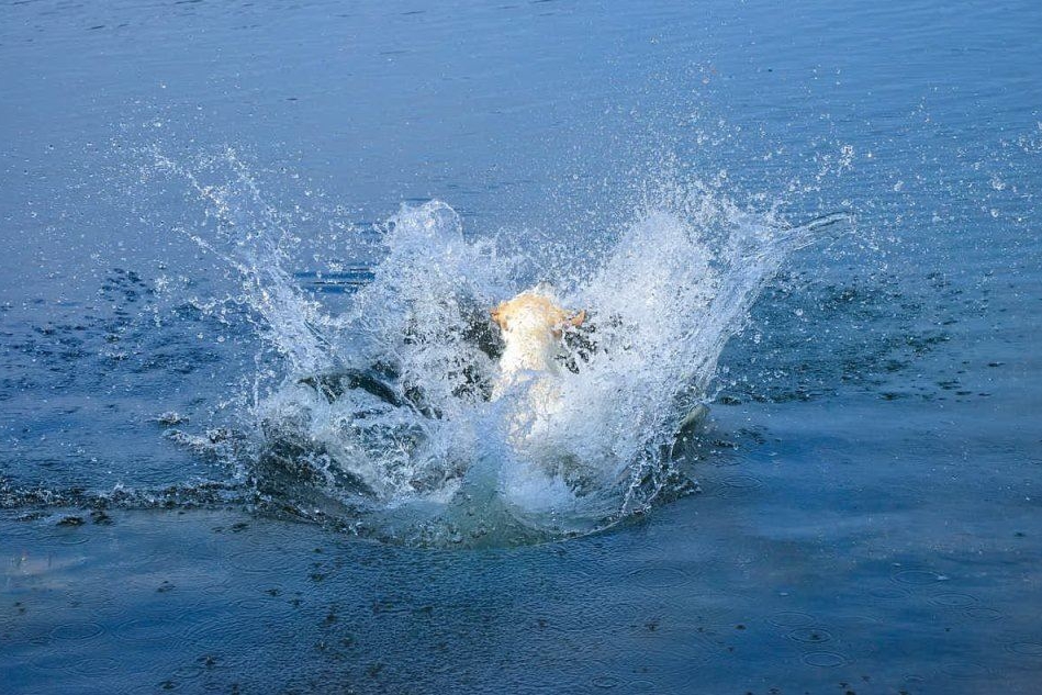 Cane insegue un gabbiano e finisce in mare col padrone: salvati