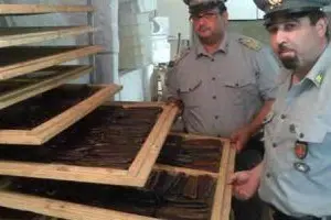 Sequestro di bottariga