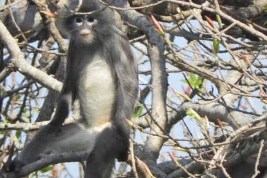 Birmania, l'eccezionale scoperta: un nuovo primate, ma è già in estinzione