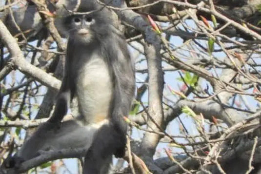 Il nuovo primate (foto da frame video)