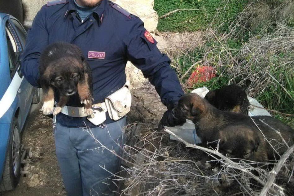 Abbandonati sulla strada provinciale: 4 cuccioli salvati dalla polizia