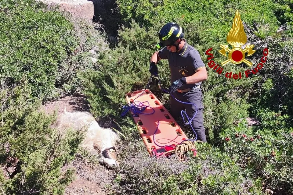 Il salvataggio della capra a Cabras