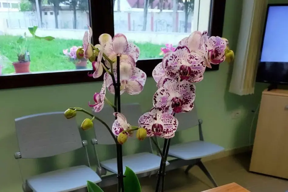 Una delle orchidee donate (Foto V.Pinna)