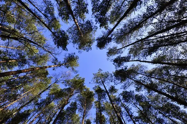 Alberi (foto simbolo Ansa)