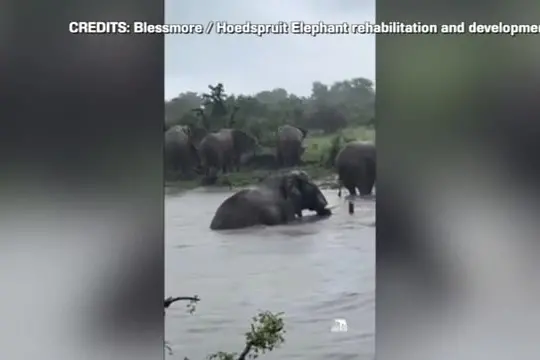 Alluvioni in Sudafrica: elefanti sguazzano nel Kruger National Park