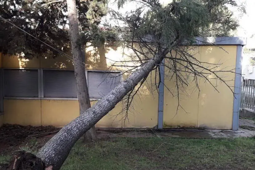 L'albero finito sul tetto della scuola (foto L'Unione Sarda - Pala)