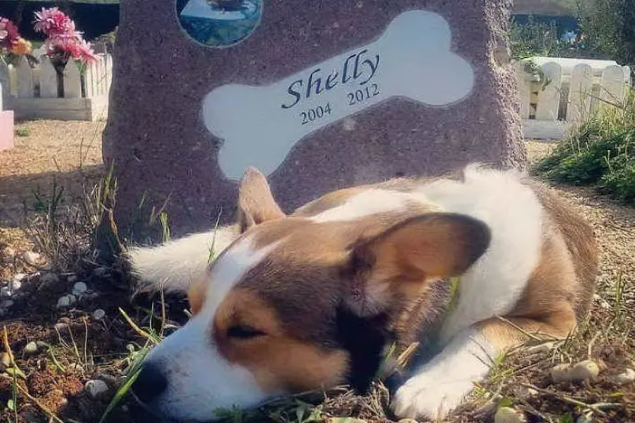 Il piccolo Shonny sulla tomba della compagna Shelly