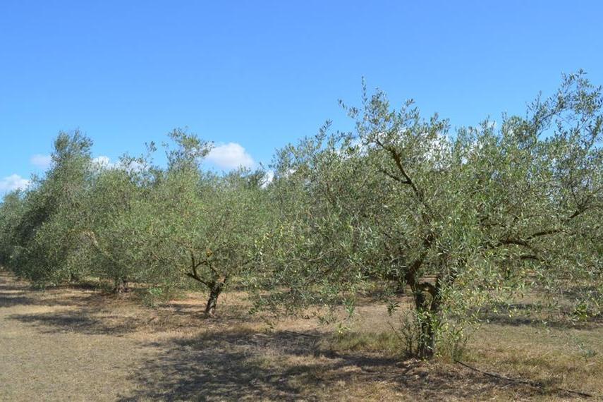 Un oliveto (foto Marras)