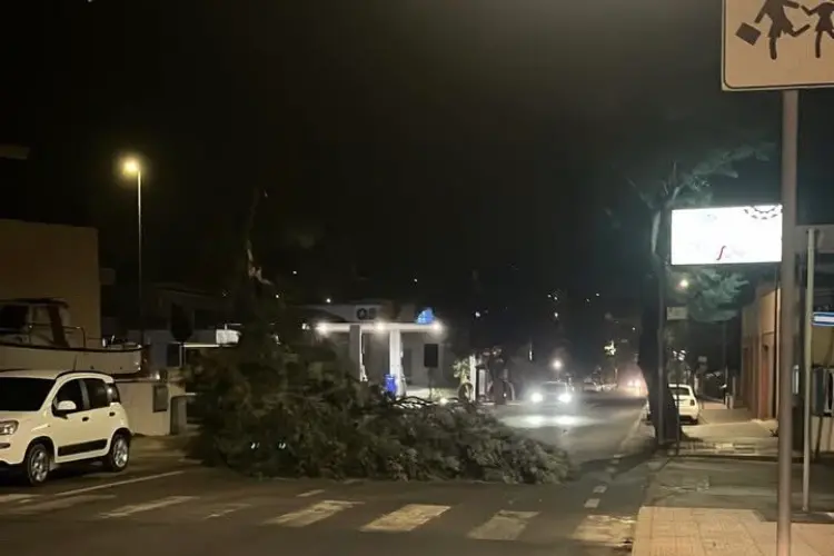 Albero crollato a Castelsardo (foto concessa)