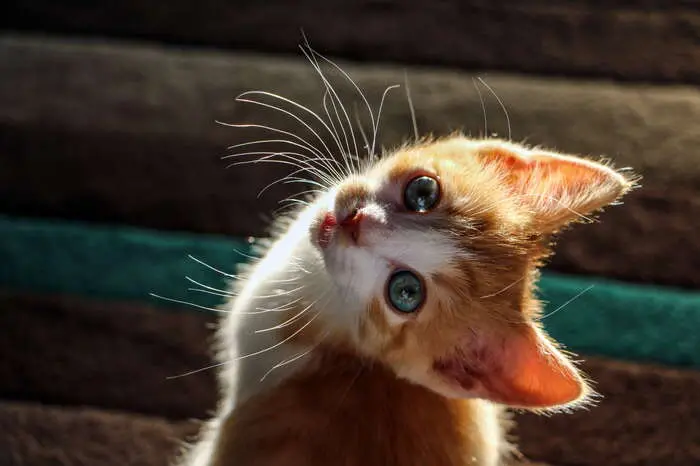 Un gattino (foto Ansa)