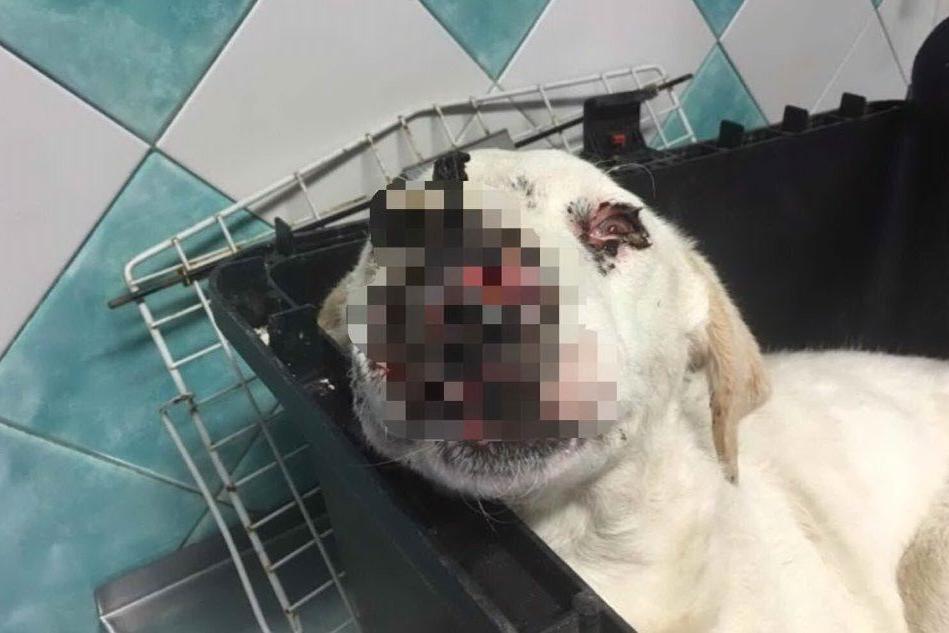 Oristano: cagnolina gravemente ferita da uno sparo sul muso