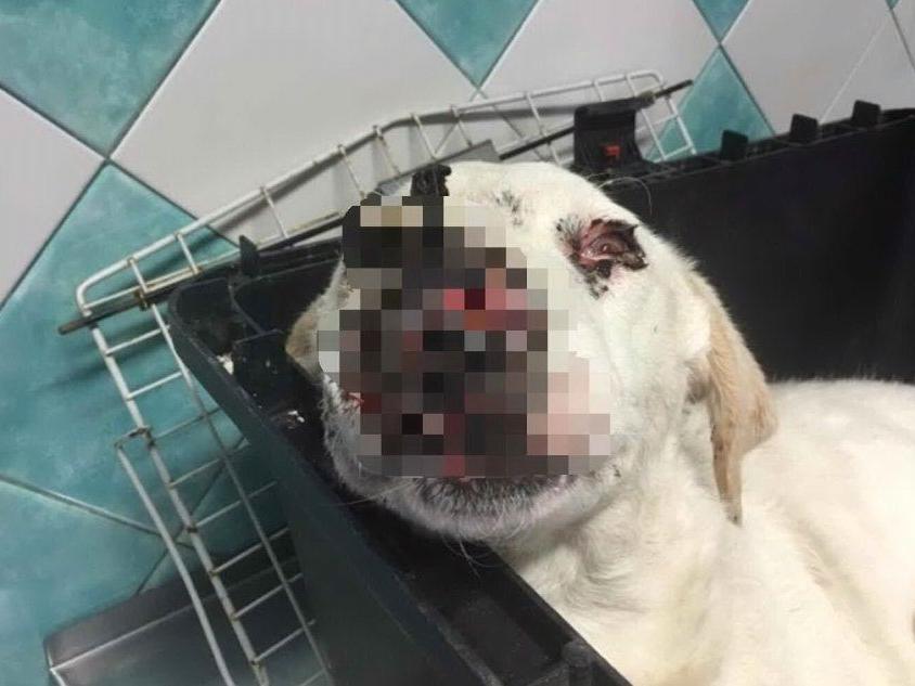 Oristano: cagnolina gravemente ferita da uno sparo sul muso