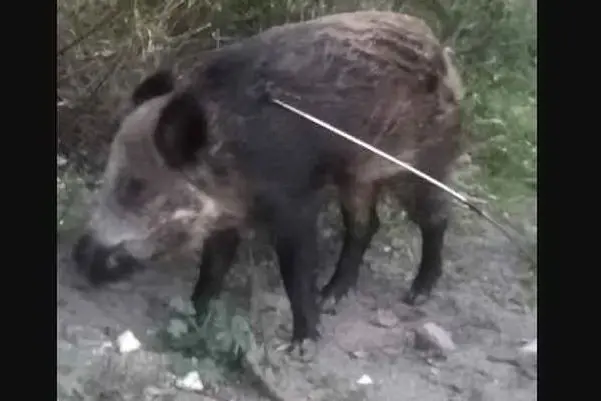 Il cinghiale nell'immagine scattata dalla nostra lettrice (foto concessa)