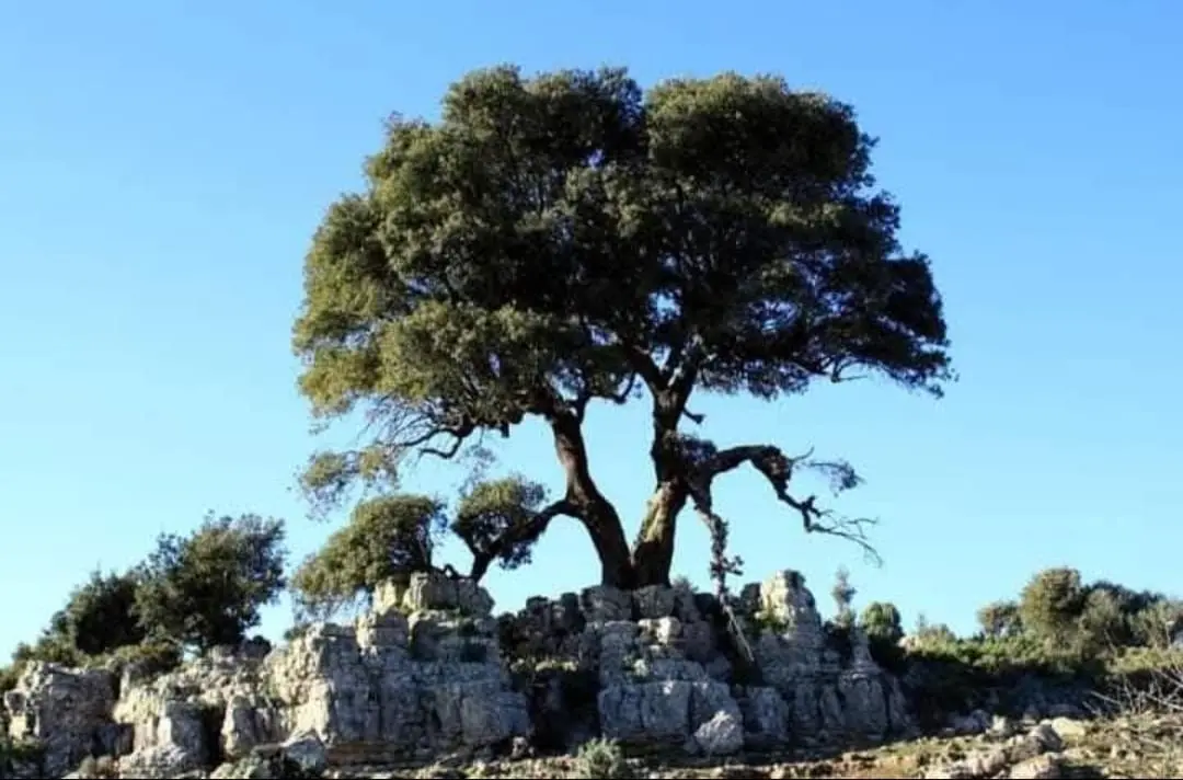 Esterzili località Tacchelinu (Foto Sergio Loi)