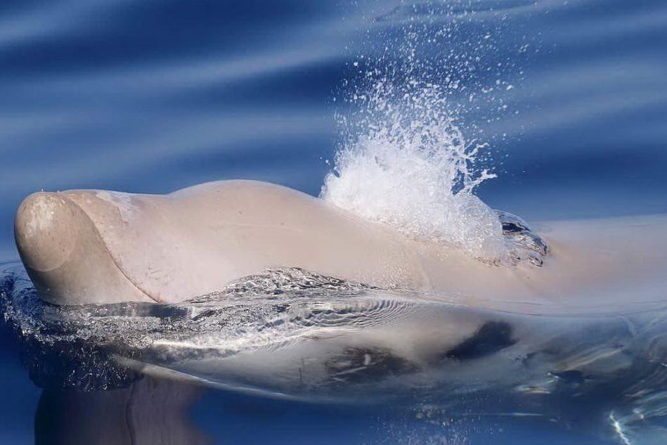 Delfini e zifi, curiosi incontri nel mar di Sardegna