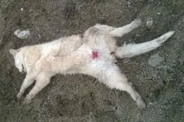 Gatto ucciso a Nora nella foto tratta da L'Unione sarda oggi in edicola.