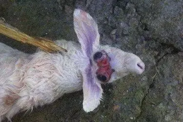 Un agnello malformato