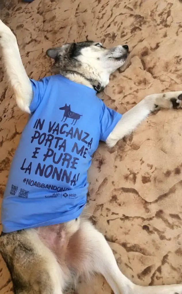Lappo di Grazia Dettori, Sassari