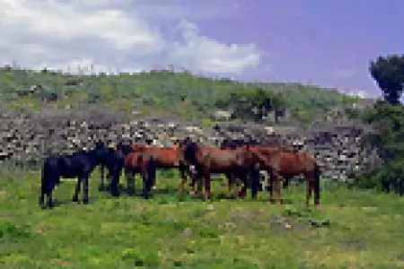 I cavalli del Sarcidano di Laconi (Foto Sanna)