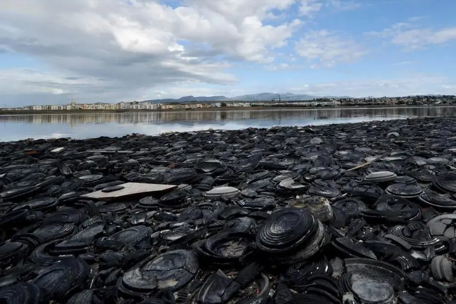 La distesa di piattelli sulla riva della vasca delle saline di Molentargius (Foto: Andrea Piras)