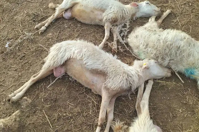Dei capi morti in un’azienda della Nurra