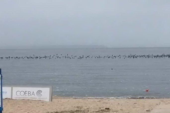 Tremila cormorani pescano e si riposano nella spiaggia di Torregrande VIDEO