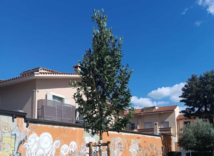 Un nuovo albero in ricordo dei bambini nati morti