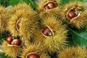 Esemplari di castagne
