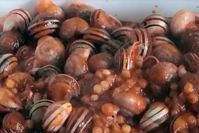 Lumache al sugo