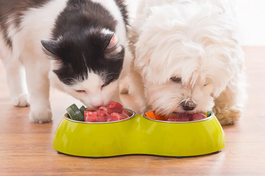 Animali domestici (foto Ansa)