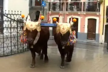 I due buoi arrivano nella piazzetta Sant'Efisio