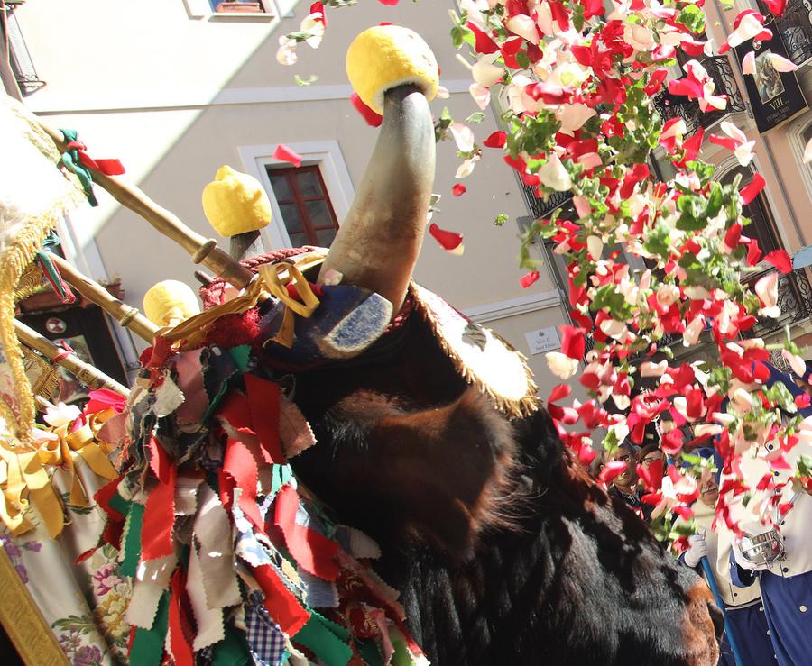 Buoi per Sant’Efisio, oggi il verdetto