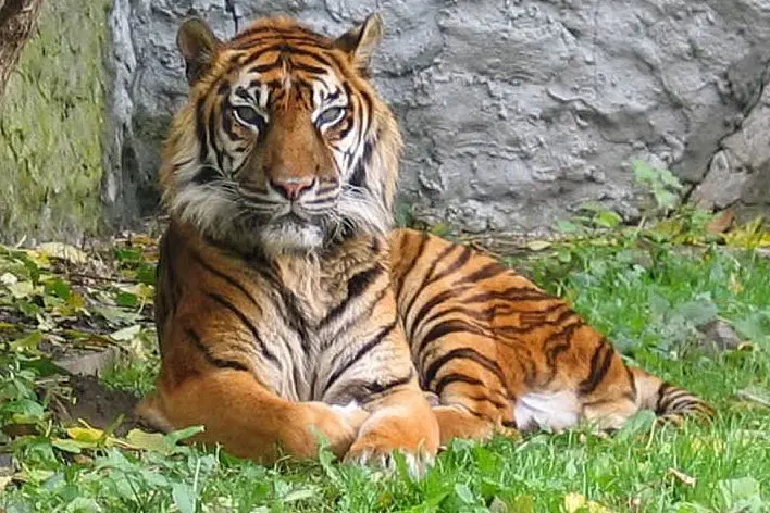 Tigre di Sumatra (foto Wikipedia)