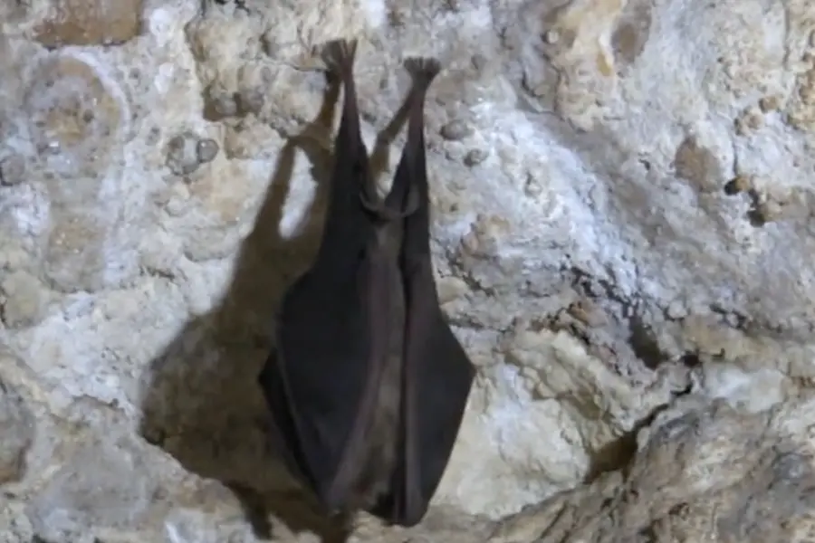 Un pipistrello in grotta (foto Fiori)