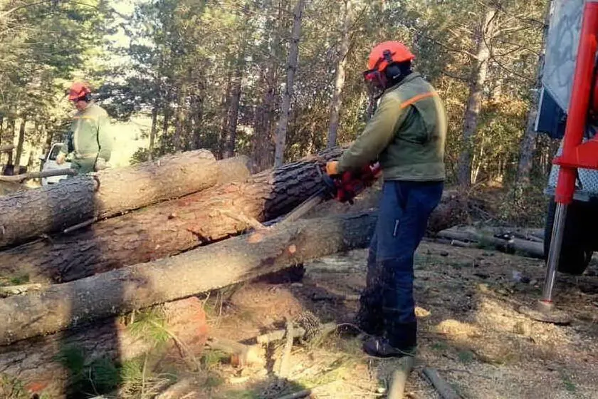 Operai Forestas al lavoro (foto Ente Foreste della Sardegna)