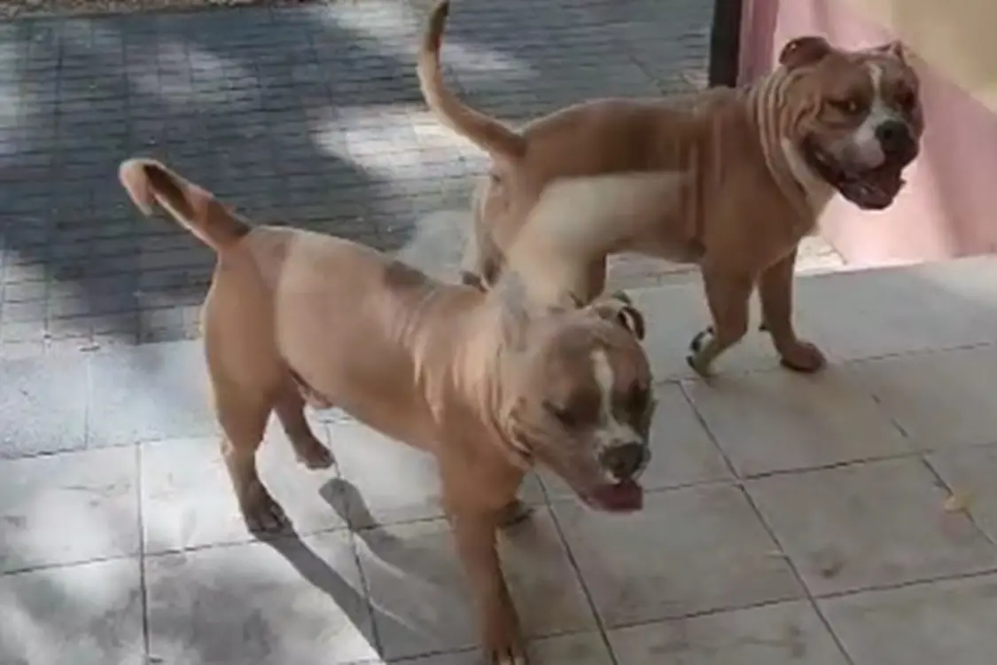Due dei tre cani della scuola di via Meilogu