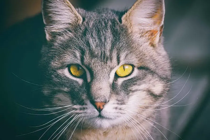 Un gatto (foto Pixabay)