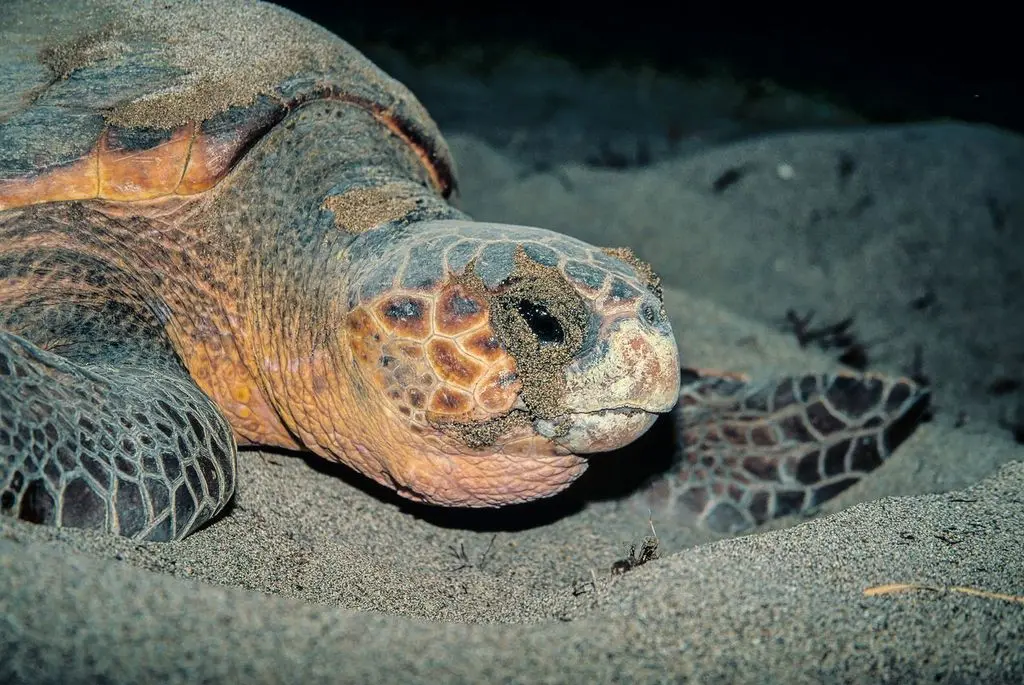 Un esemplare di Caretta caretta (foto concessa)