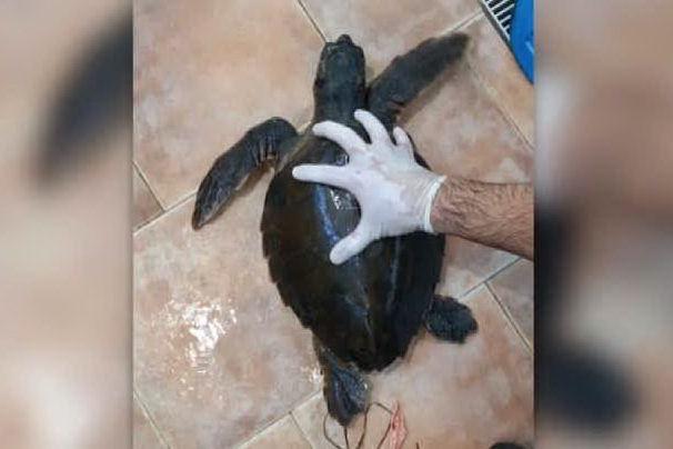 Tartaruga soccorsa dopo avere ingerito un palloncino