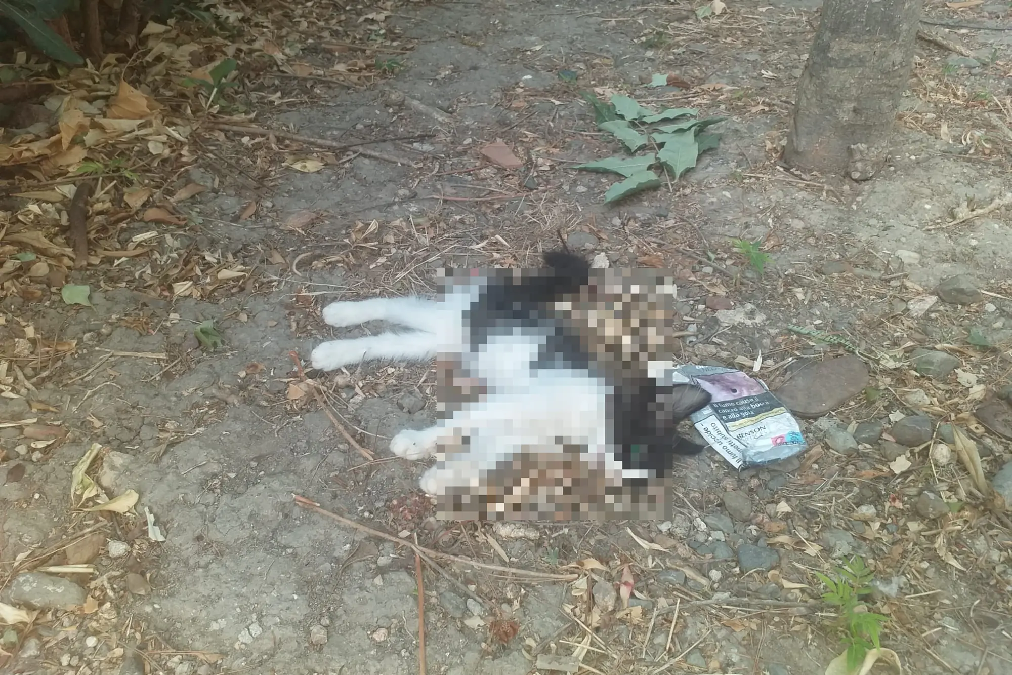 Un gattino morto (foto concessa)