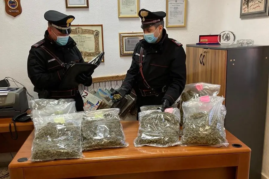 La marijuana sequestrata (foto carabinieri)