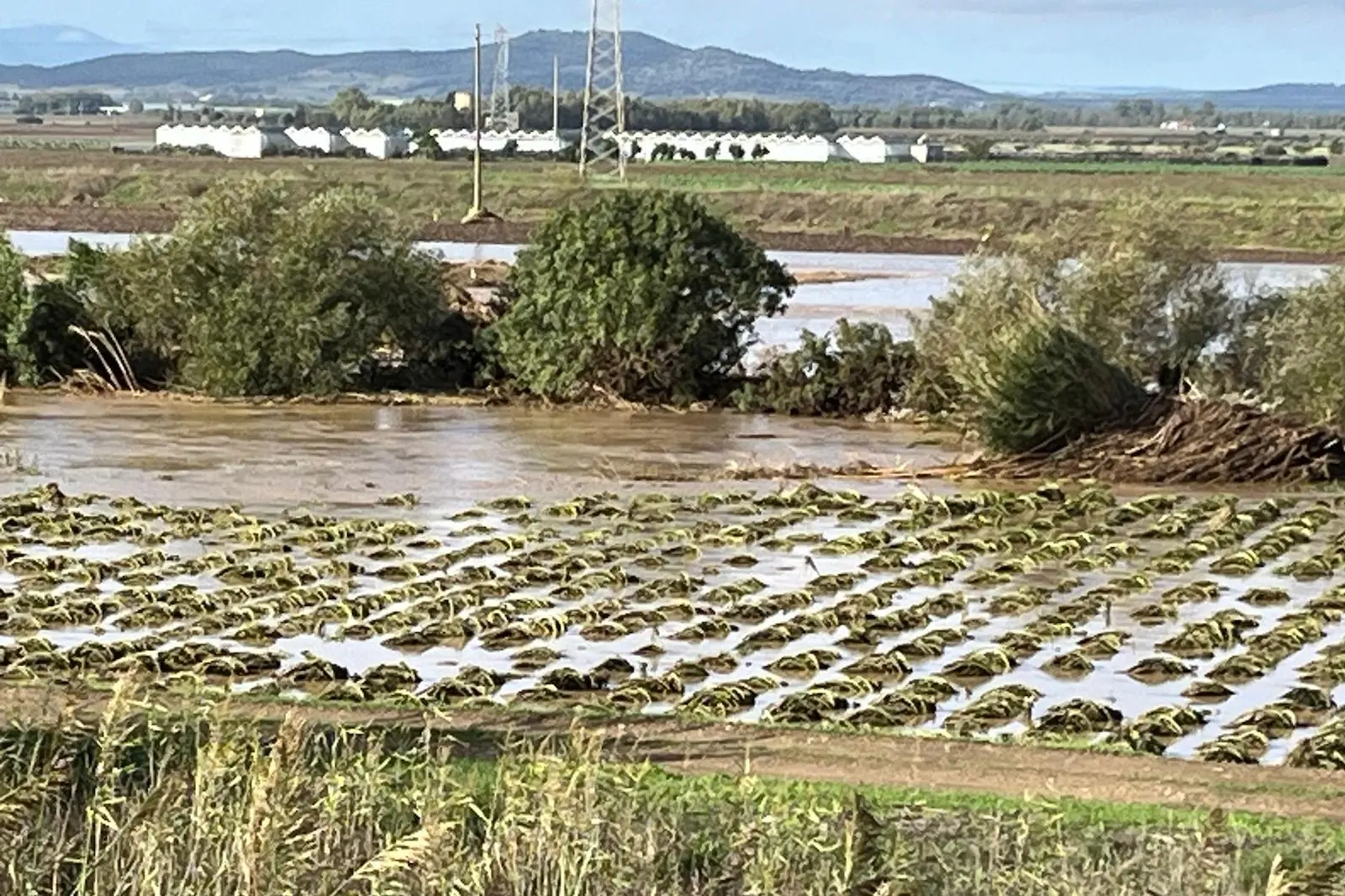 Campi allagati dopo i temporali (foto Coldiretti)