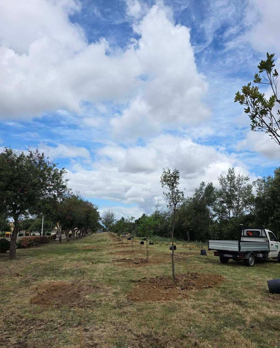 Dopo l’abbattimento degli alberi scatta il rimboschimento