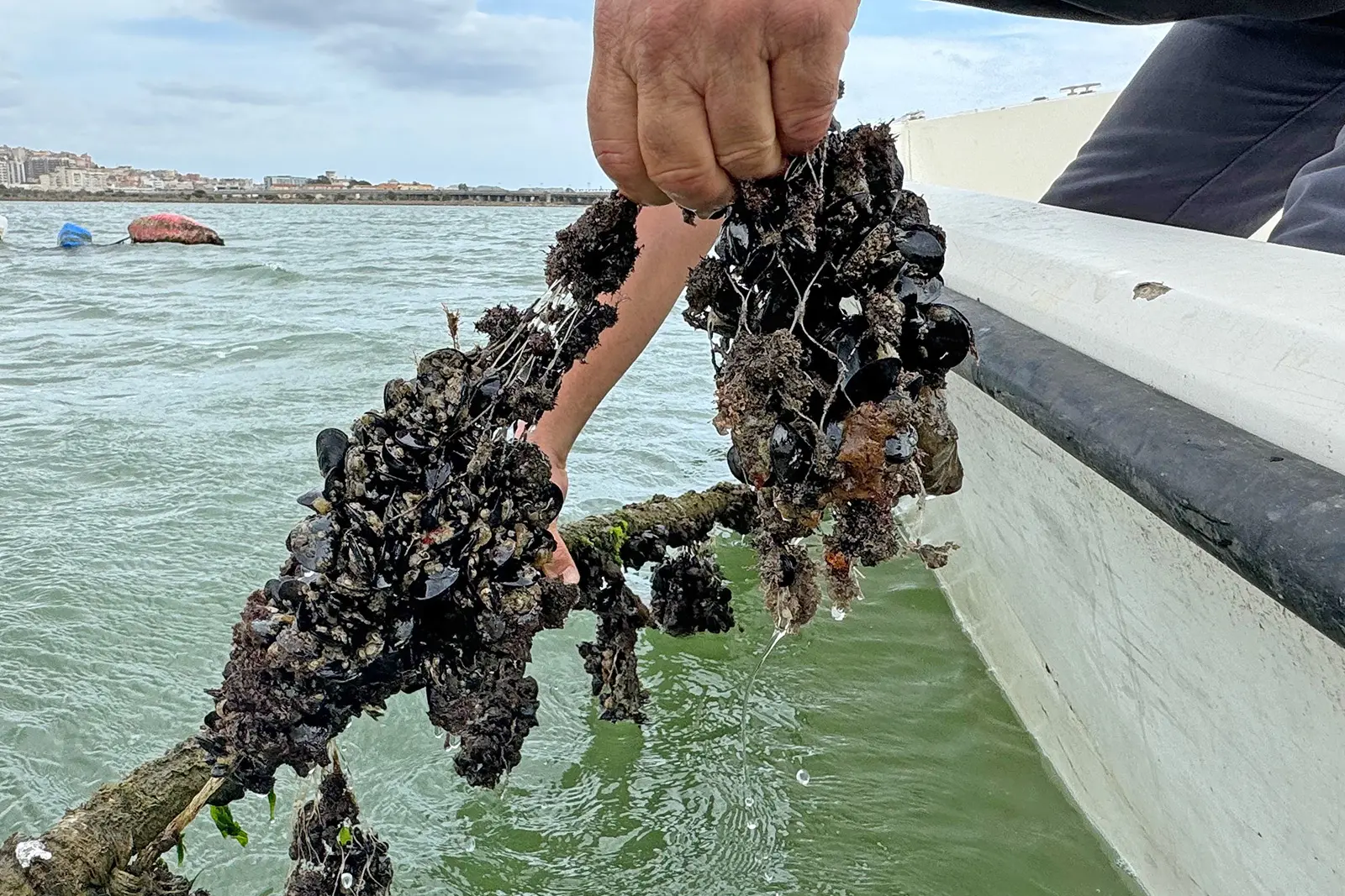 Cozze di Santa Gilla (L'Unione Sarda)