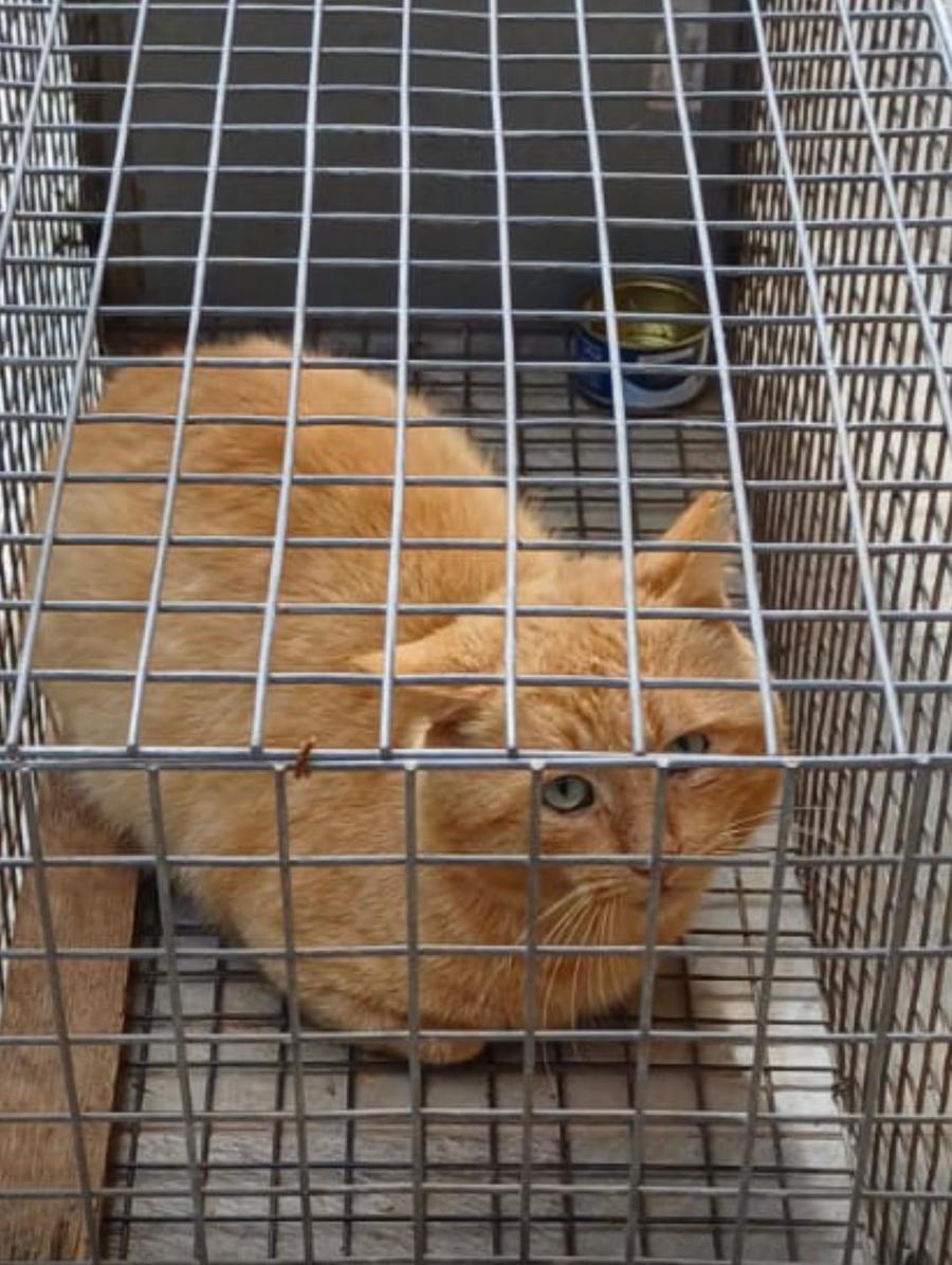 Sassari, teneva i gatti rinchiusi in una gabbia minuscola: «Danneggiano il mio terreno»