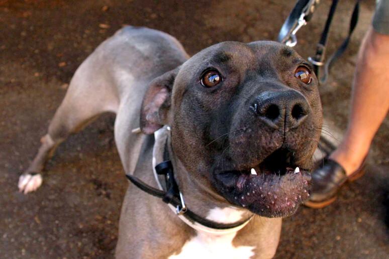 Bimba di 2 anni aggredita da pitbull, operata al Policlinico di Bari