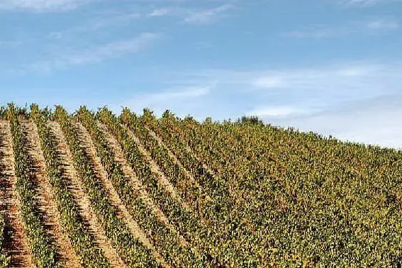 Un vitigno nel Sulcis