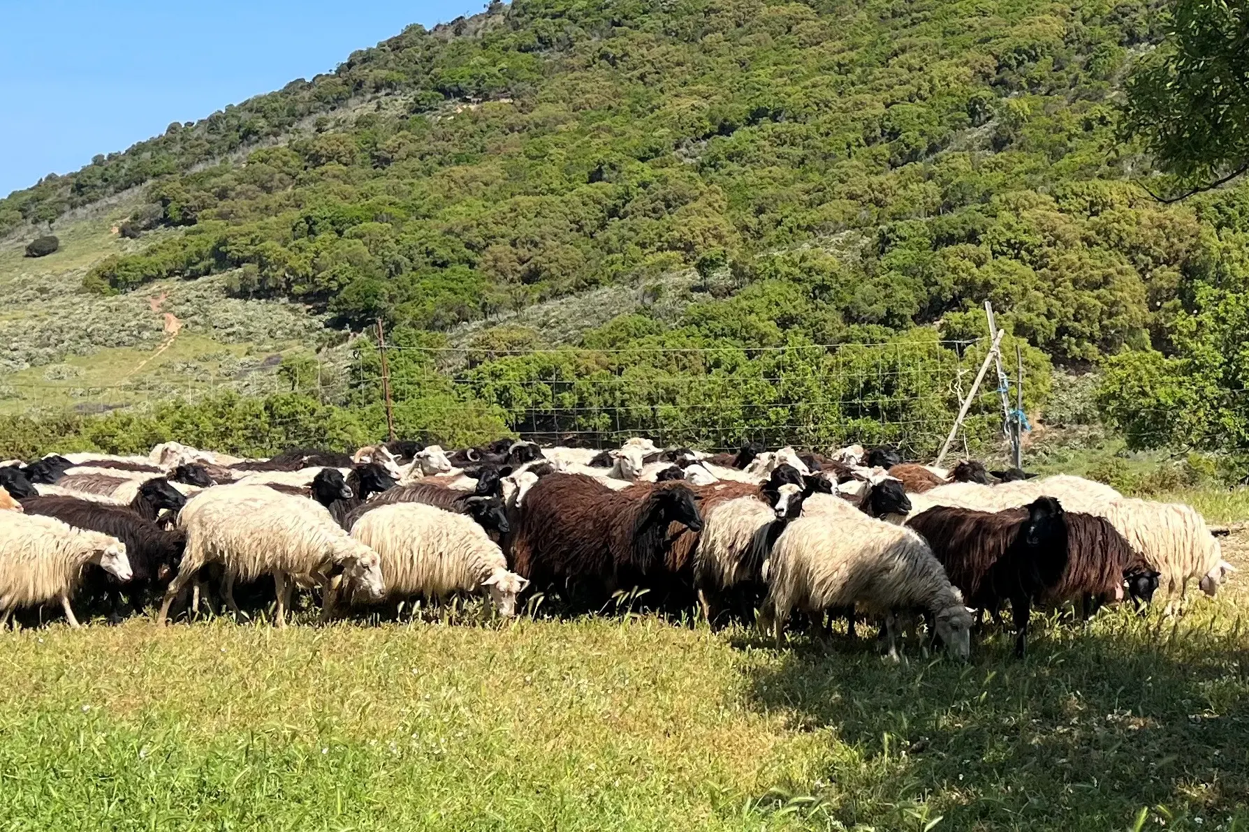Arbus, un gregge di pecore, fra cui quelle nere. Foto Mocci