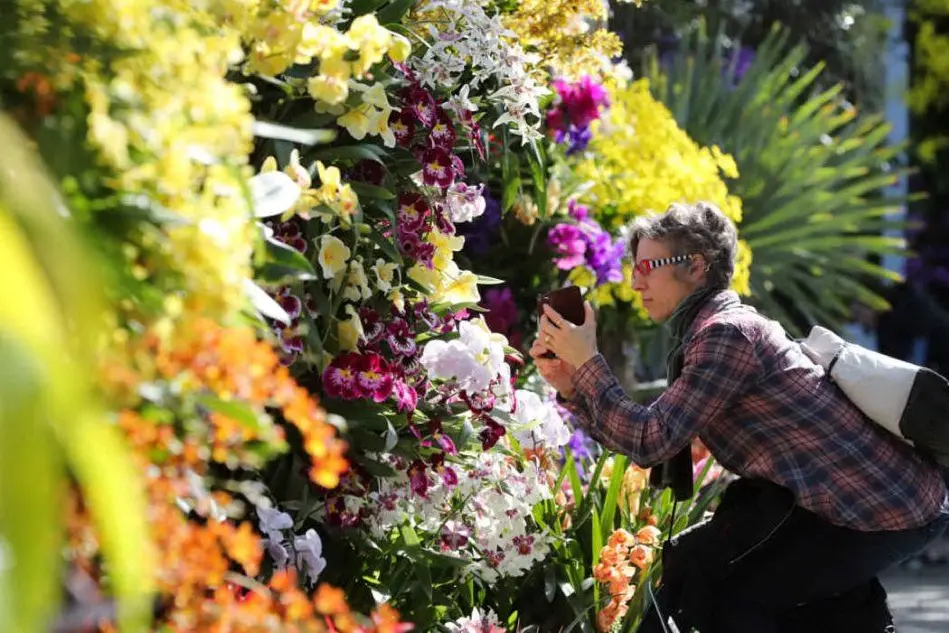 Orchidee in fiore: il tributo alla primavera di New York